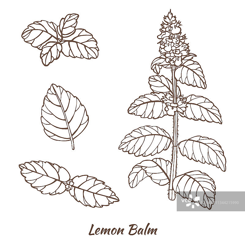 手绘风格的柠檬香蜂草植物和叶子图片素材