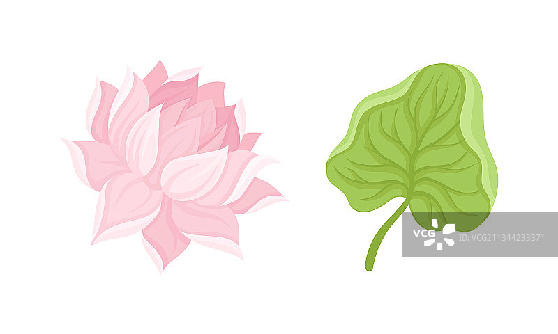 荷花或睡莲水生植物图片素材