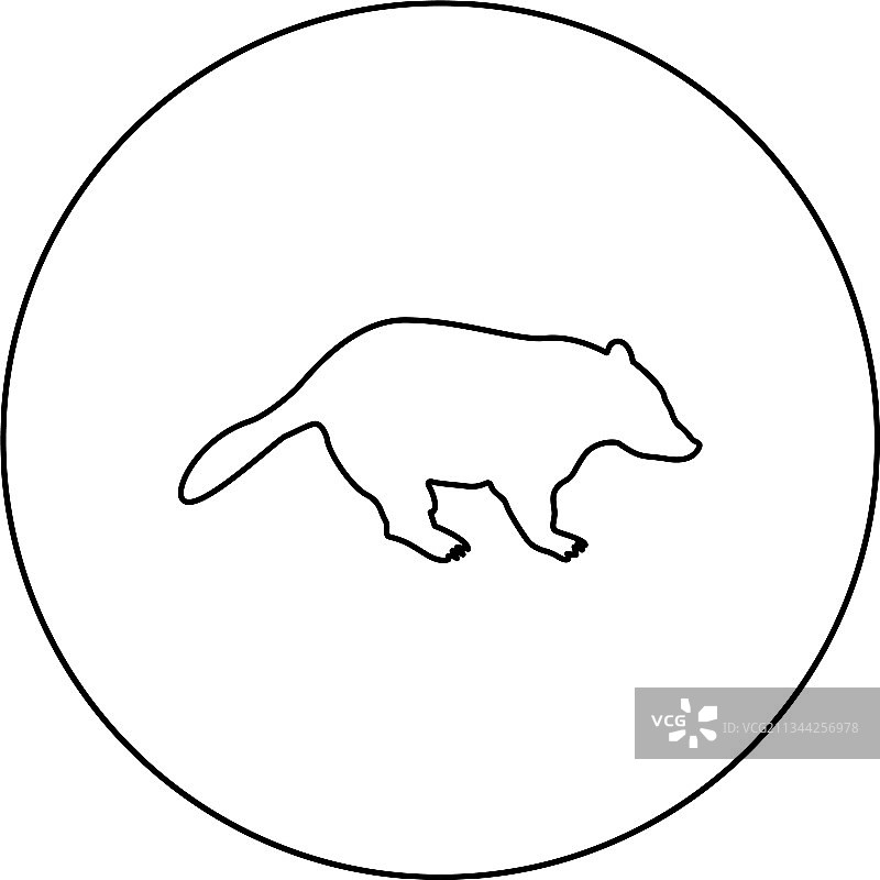 獾动物野生食肉哺乳动物图片素材
