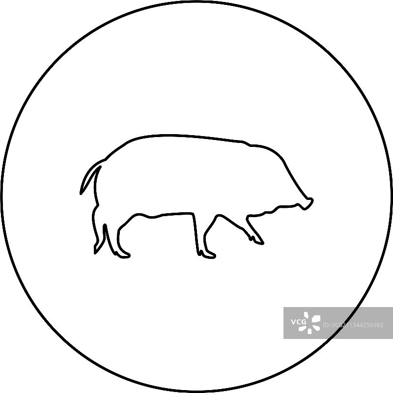 野猪图片素材