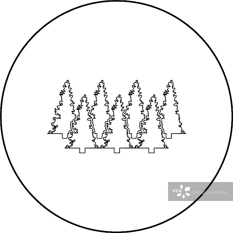 冷杉树圣诞节针叶云杉松树森林图片素材