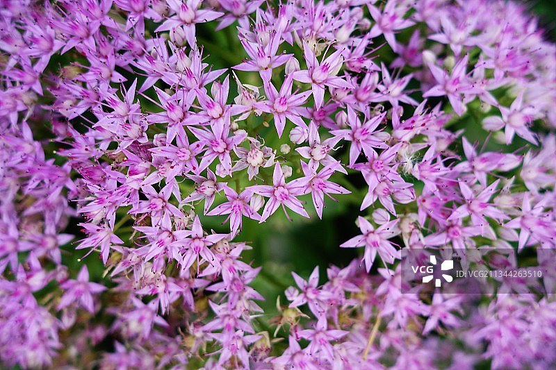 赤颈鸊鷉图片素材