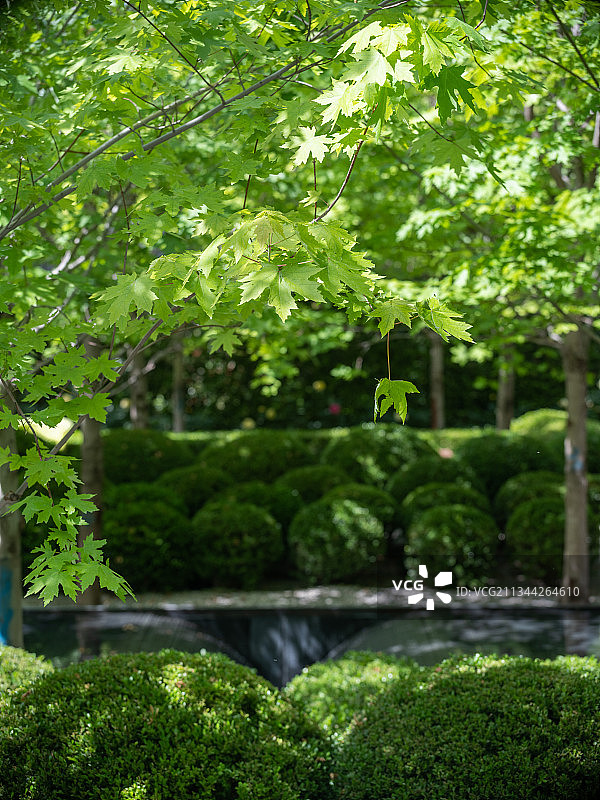 地产，景观设计，中国文化，枝繁叶茂图片素材