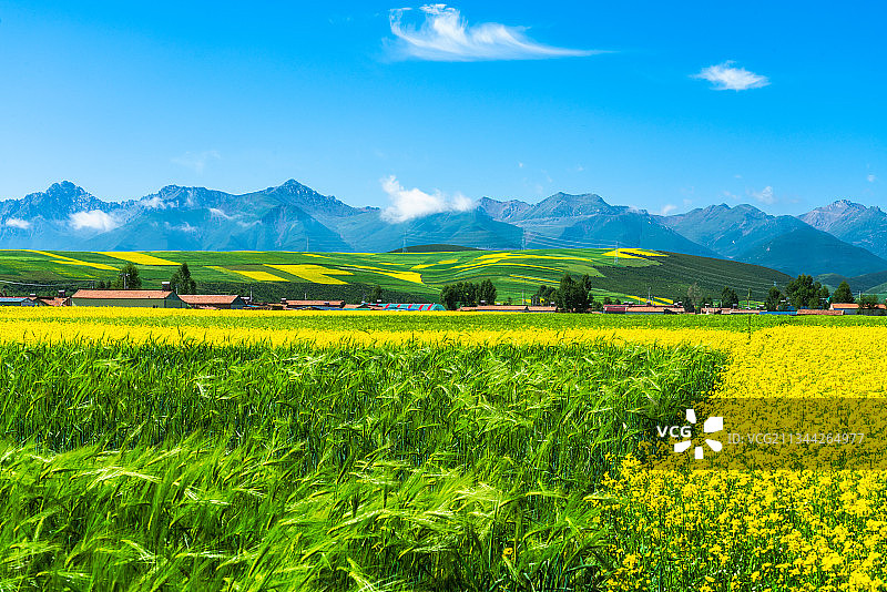 青海海北门源县青石嘴镇祁连山下的油菜花海图片素材