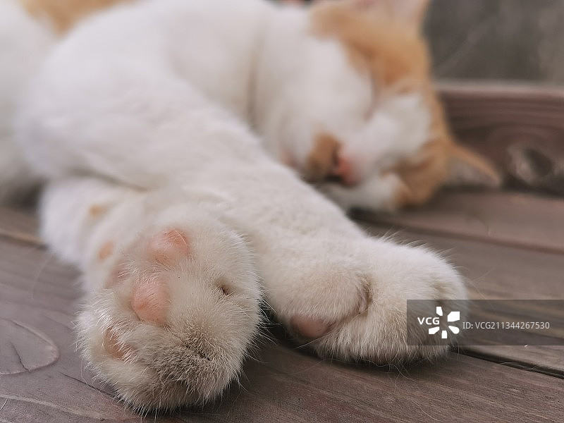 猫睡觉图片素材