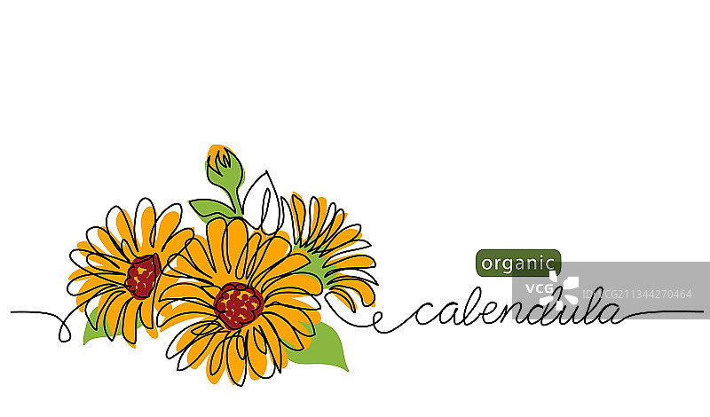 金盏花图片素材