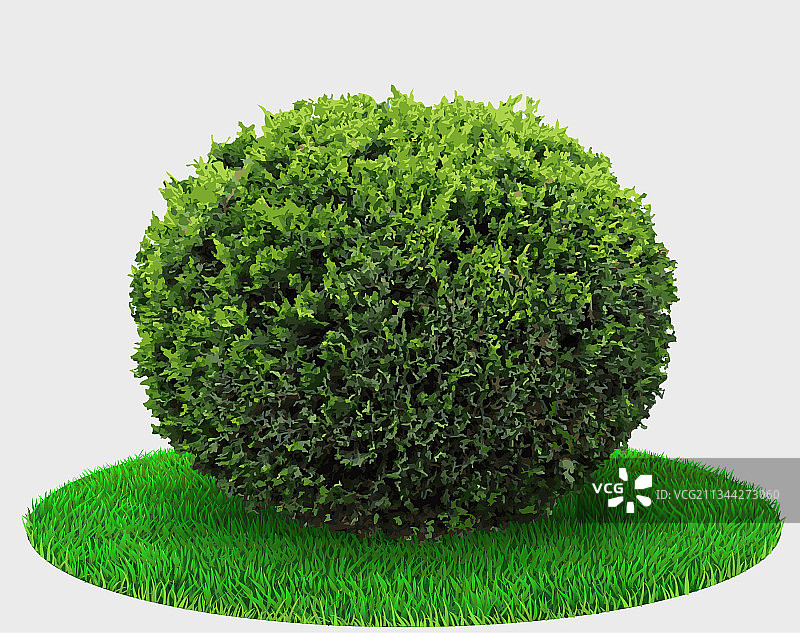 球形形状的崖柏植物灌木或杜松图片素材