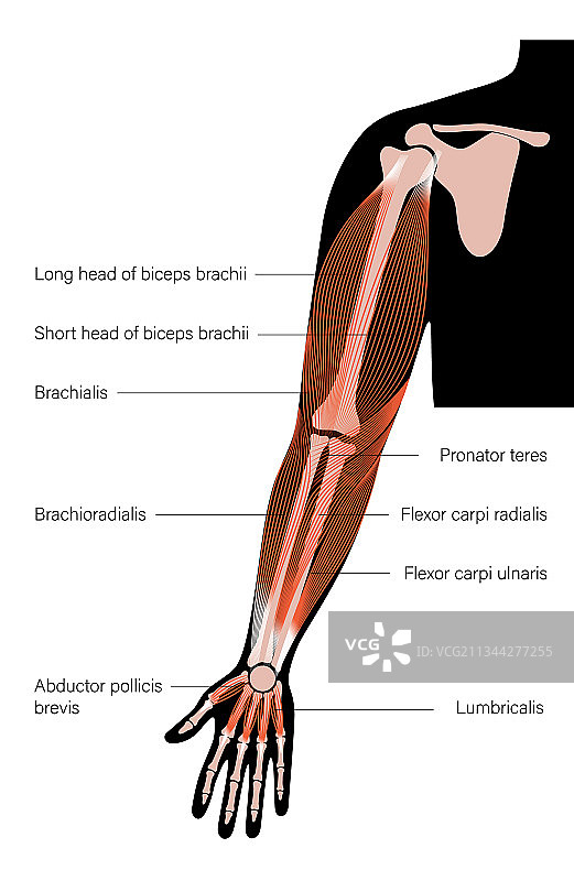 肌肉系统手臂图片素材