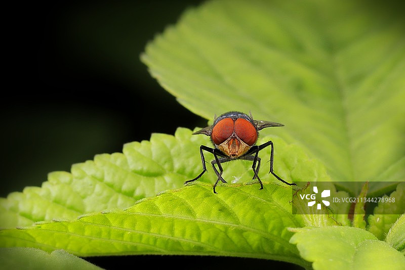 大眼睛图片素材