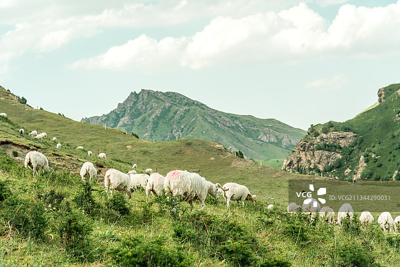 草地牛羊图片素材