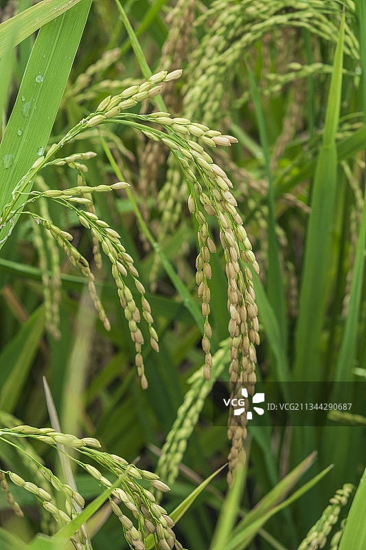 农村田地里快要成熟的水稻图片素材