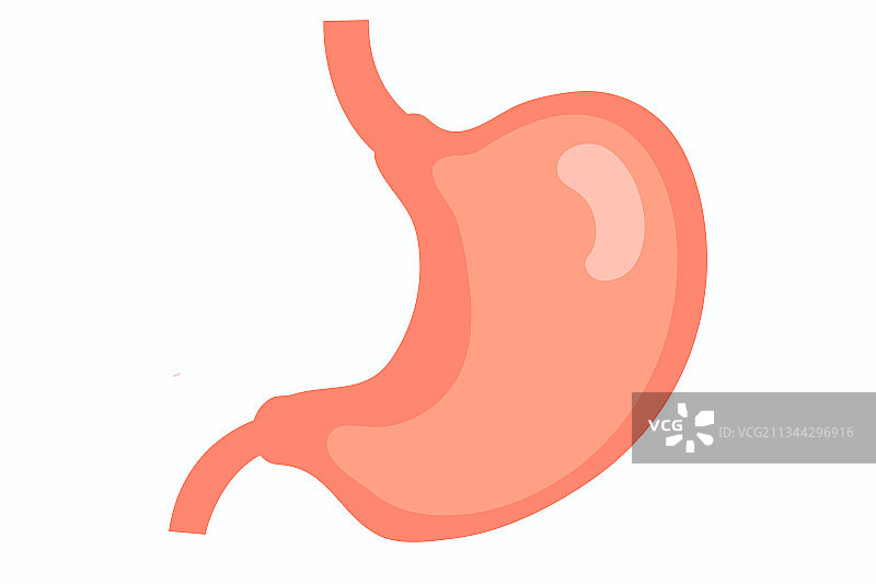 胃部矢量插画图片素材