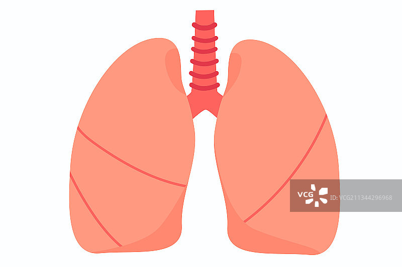 肺部矢量插画图片素材