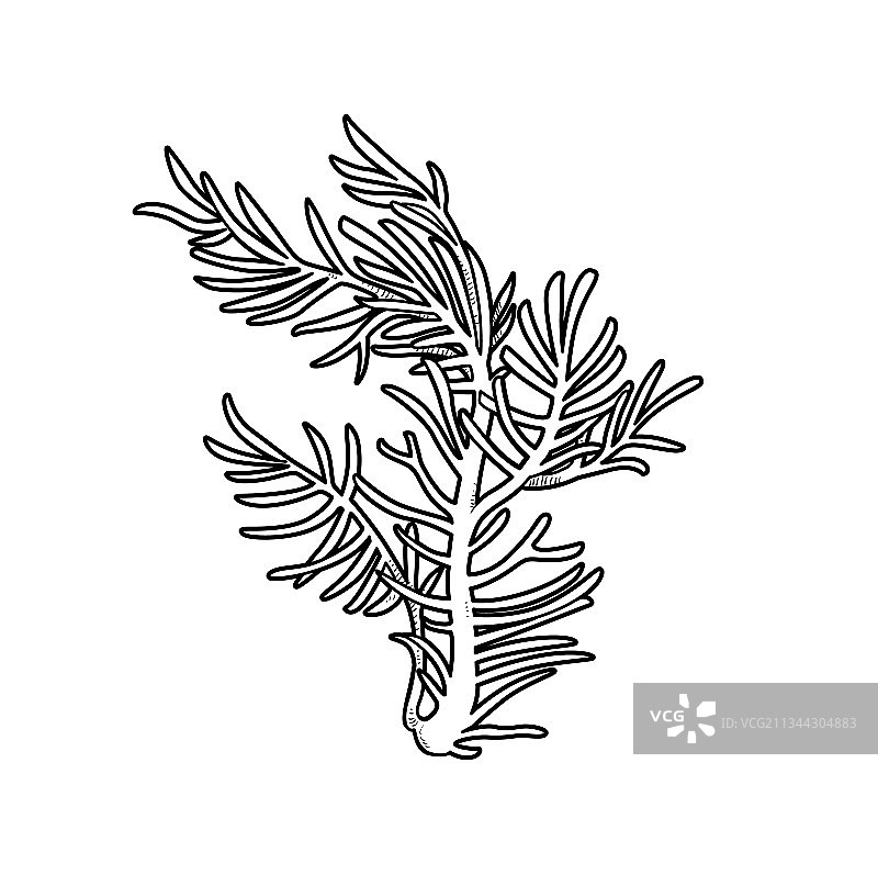 用于着色的纤细大珊瑚线性图图片素材