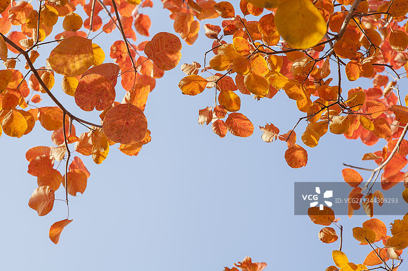 天空背景秋天红叶特写图片素材