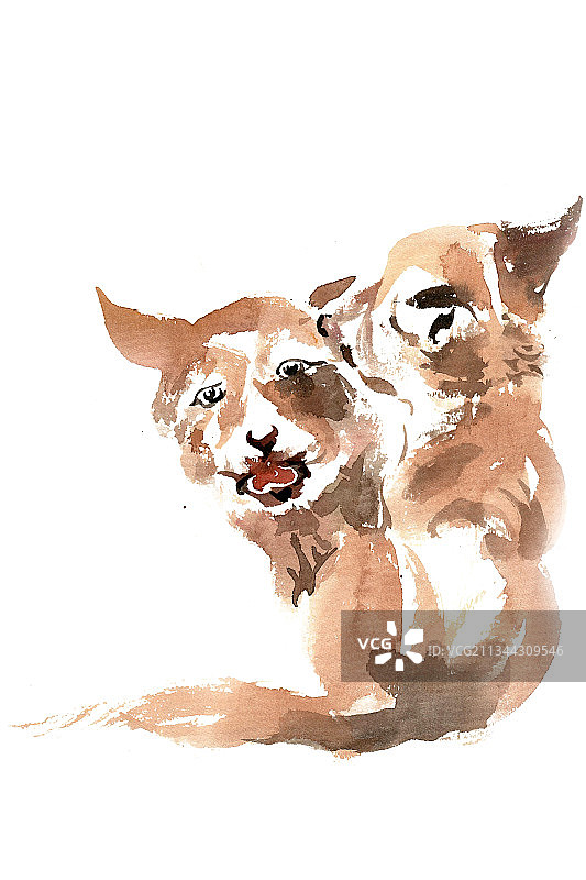 两只幼狼图片素材