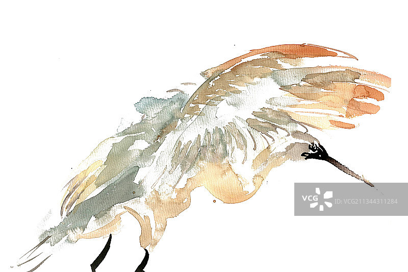 展翅的鸟图片素材