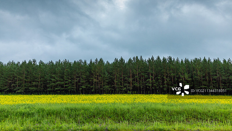 塞罕坝林场图片素材