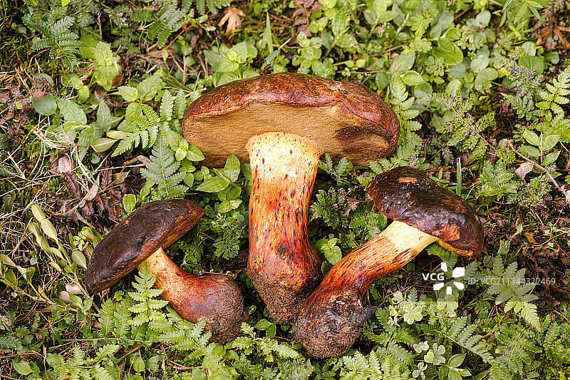 牛肝菌图片素材