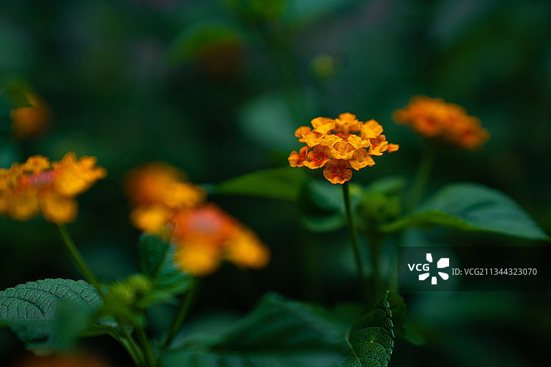 小绣球花图片素材