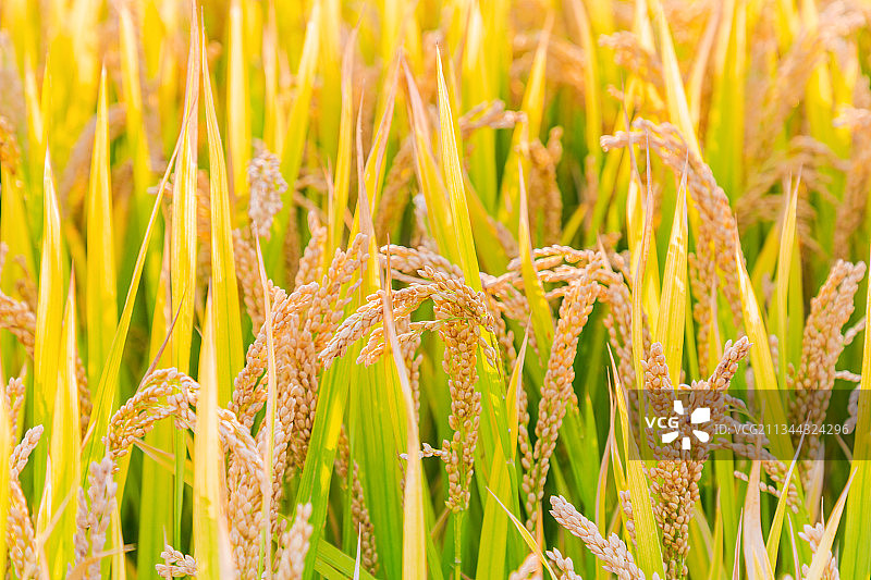 成熟的水稻图片素材
