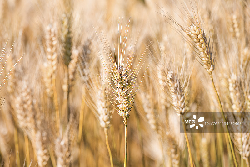 丰收的麦田麦穗图片素材