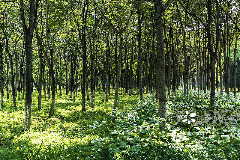 夏季阳光下树林下的成片白色玉簪花图片素材