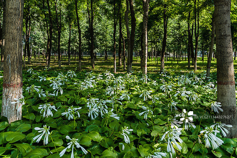 夏季阳光下树林下的成片白色玉簪花图片素材