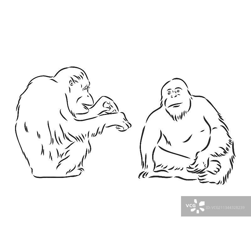 白色背景上的黑猩猩图像图片素材