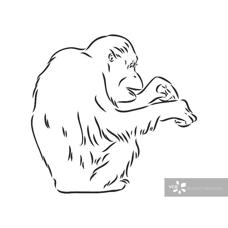 白色背景上的黑猩猩图像图片素材