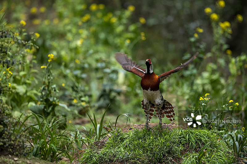 白颈长尾雉（雄）图片素材
