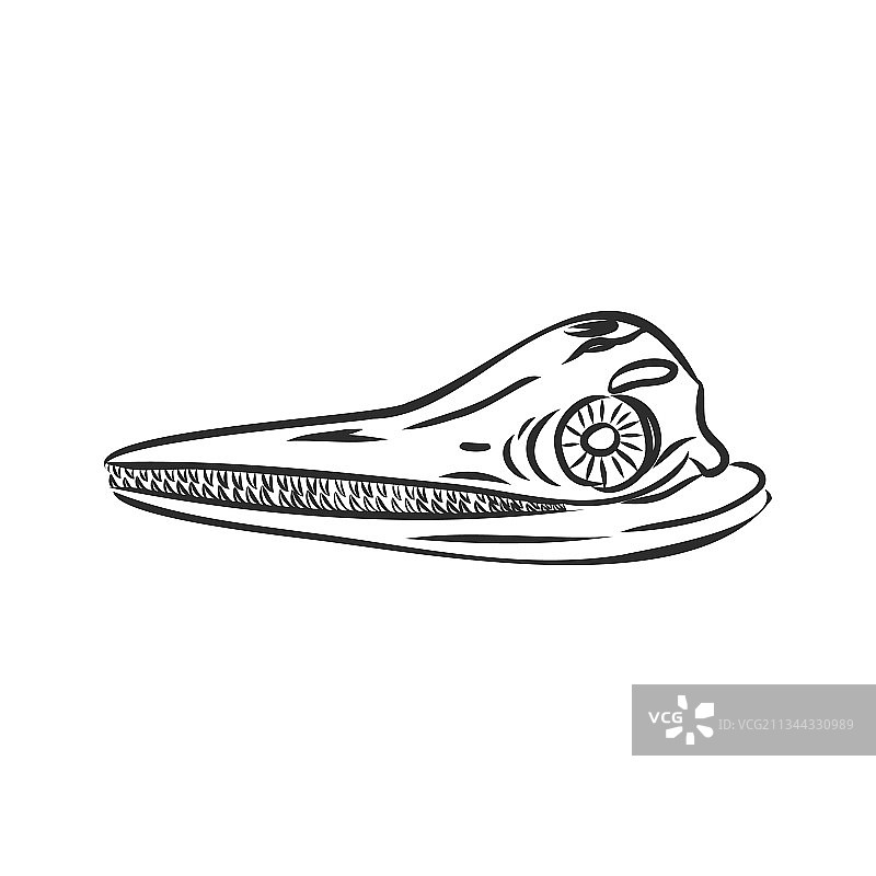 白色背景上的鳄鱼骨骼图形图片素材