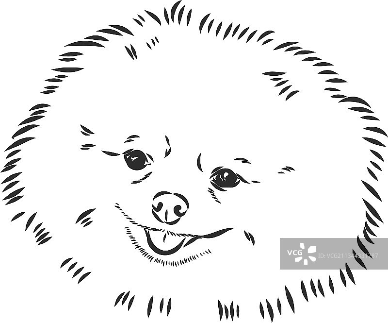 手绘德国狐狸犬/博美犬图片素材