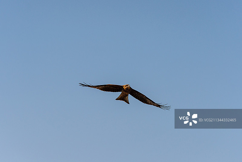 翱翔天际的老鹰图片素材