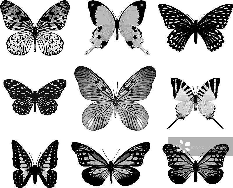 逼真的蝴蝶图片素材