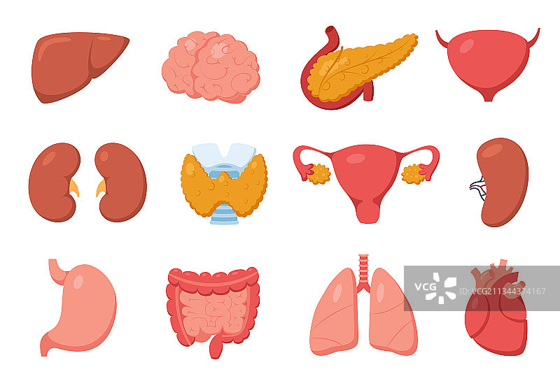 内脏器官：心脏、胃、胰腺、肾脏图片素材