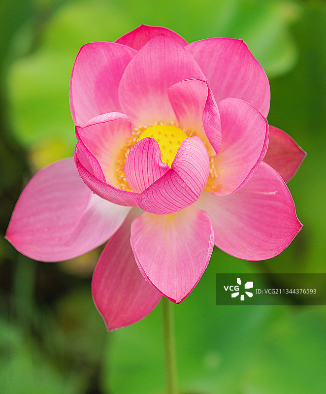 “荷”气生财图片素材