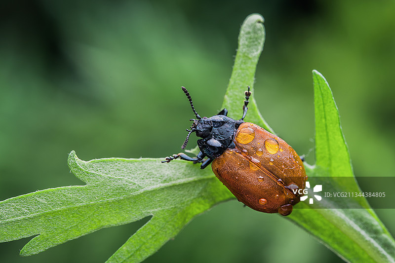 杨叶甲图片素材
