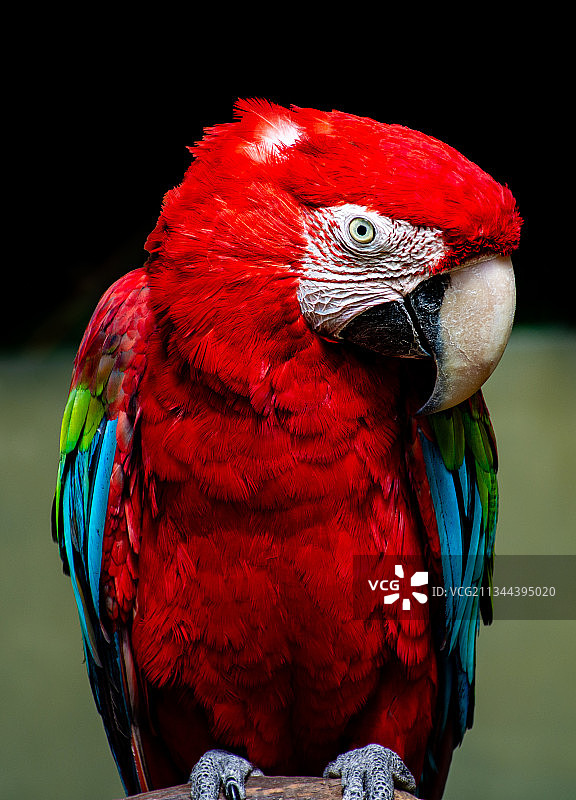 红绿金刚鹦鹉图片素材