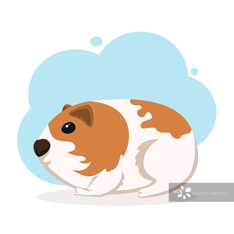 可爱豚鼠图片素材