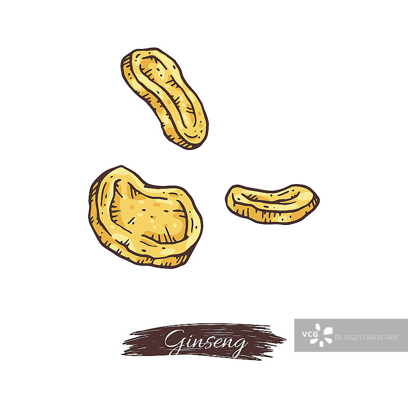 人参根切片和铭文雕刻图片素材