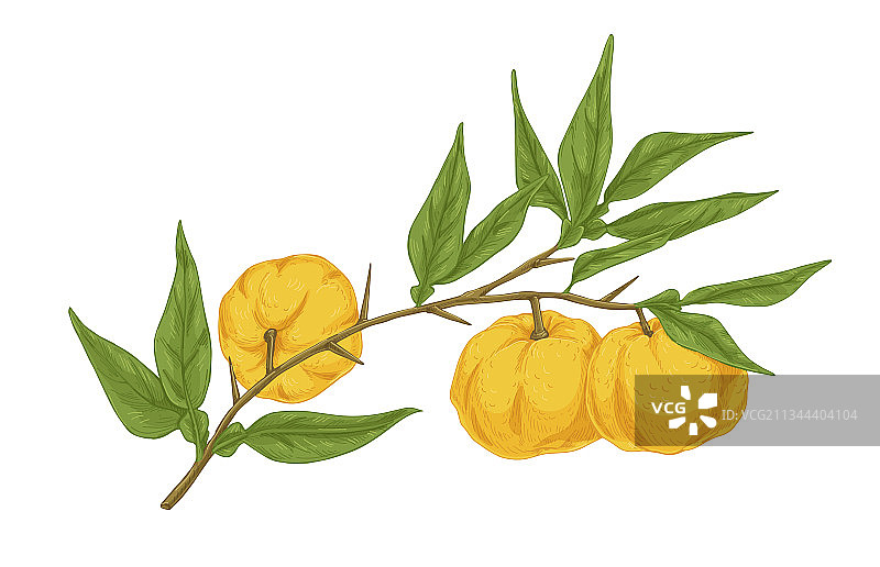 树枝上生长的成熟柚子图片素材