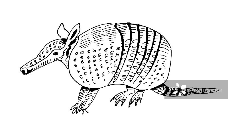 手绘犰狳动物美洲图片素材