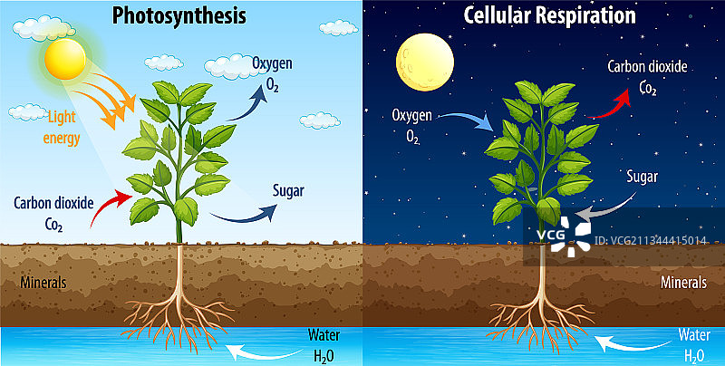 显示光合作用过程的图图片素材