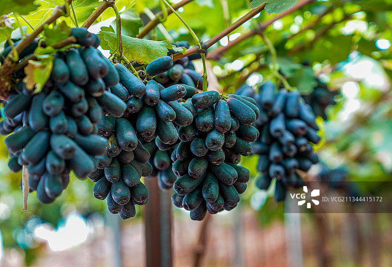 东方蓝宝石葡萄图片素材