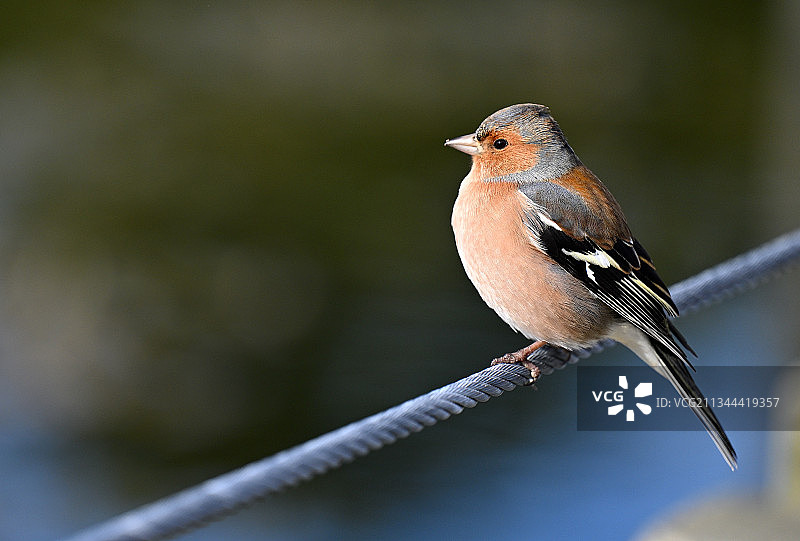 苍头燕图片素材