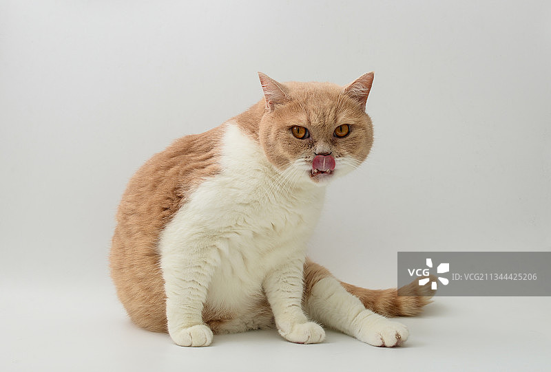 乳白色英国短毛猫图片素材