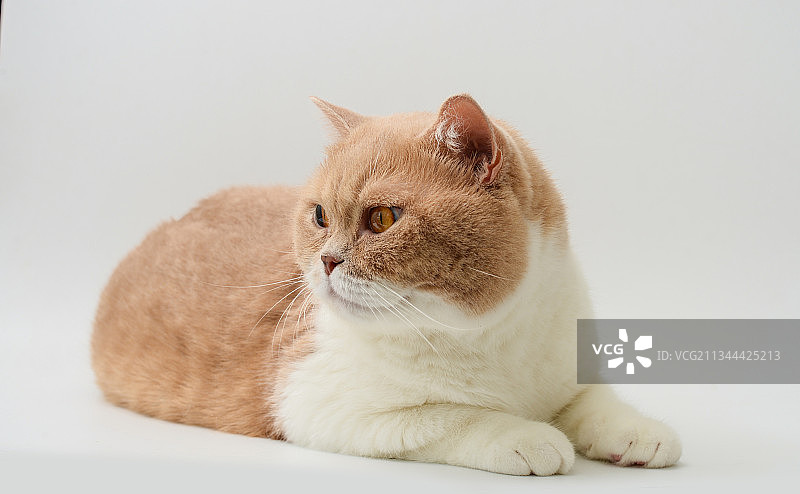 乳白色英国短毛猫图片素材