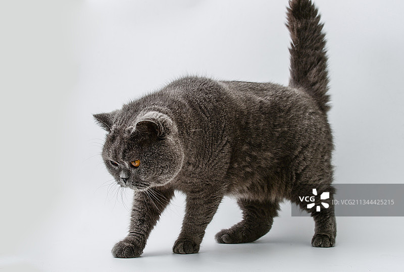 英国蓝色短毛猫图片素材