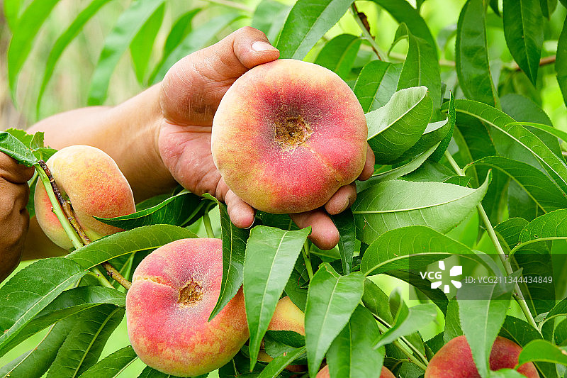 果园收获成熟的新鲜蟠桃图片素材